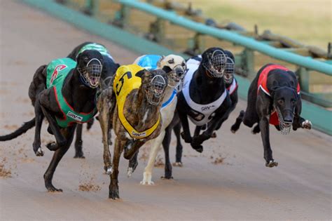 <strong>Greyhounds</strong> gallop at speeds of almost 20 m/s and are known to change their. . Track info greyhounds